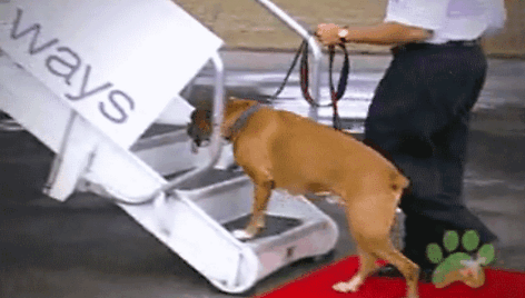 &bdquo;Pet Airways&ldquo; &ndash; pirmoji tik gyvūnams skirta oro skrydžių kompanija.