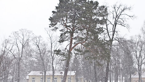 Į Vilnių sugrįžta žiema
