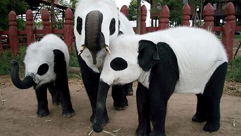 Tailando zoologijos sodo darbuotojai nekenksmingais dažais nudažė dramblius kaip pandas.