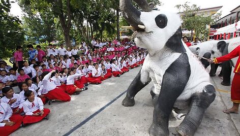 Tailando zoologijos sodo darbuotojai nekenksmingais dažais nudažė dramblius kaip pandas.