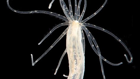 Jūrų anemonos žvaigždutės (Nematostella vectensis) 