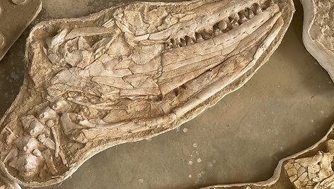 Didžiulio mozazauro – milžiniško jūroje gyvenančio roplio – fosilijos.
