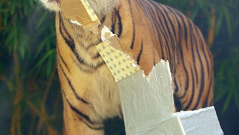 Sidnėjaus zoologijos sodo gyventojai i&scaron;pakuoja dovanas.