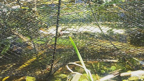 Vietoj pauk&scaron;čių fotografijos &ndash; žuvų gelbėjimo operacija.