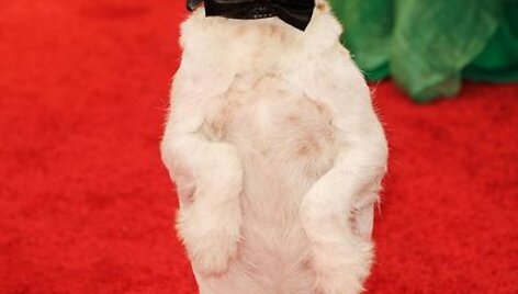 Uggie