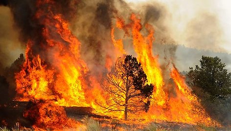 Nuo gegužės 29-osios gaisras sunaikino daugiau kaip 1,6 tūkstančio kvadratinių kilometrų miškų. Šiuo metu ugniagesių komandos degina miško ruožus ugnies kelyje, kad sustabdytų gaisrą.