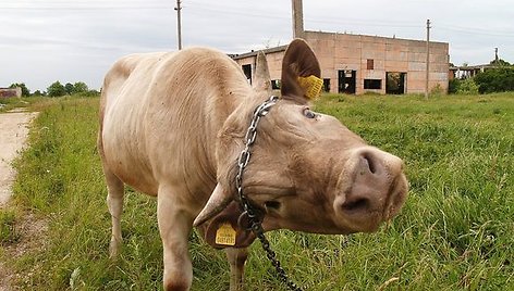 Žemės ūkio kooperatyvams pagal šią priemonę yra numatytas pirmumas į paramą.