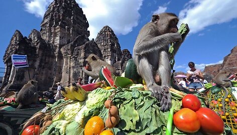 Lopburi provincijoje, Tailande, beždžionės mėgaujasi kasmetine &scaron;vedi&scaron;ko stalo &scaron;vente.