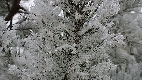 &Scaron;alčio ra&scaron;tai gruodžio mėnesį
