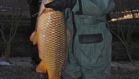 Jurio karpis, sugautas Piarnu, svėrė 15 kg