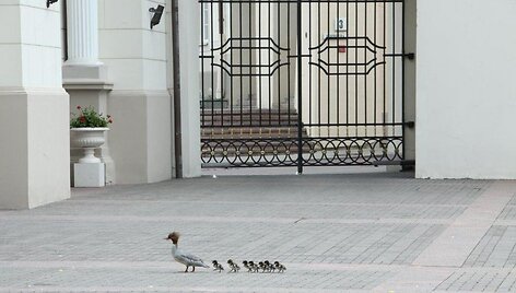 Didžioji dančiasnapė su jaunikliais prezidentūros kieme