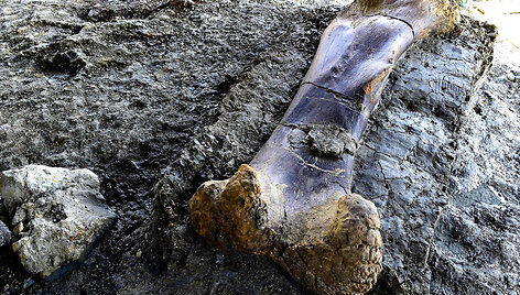 Prancūzijoje rastas dinozauro sauropodo &scaron;launikaulis