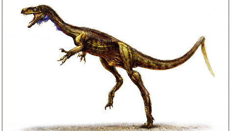Prancūzijoje rastas dinozauro sauropodo &scaron;launikaulis