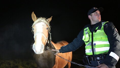 Policininkas padėjo sugauti gyvulius, apdaužiusius &bdquo;Renault&ldquo;