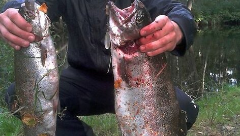 Karolio upėtakiai (2012-08-25).