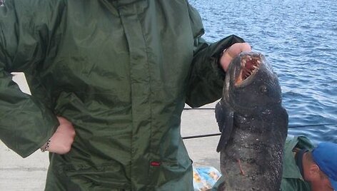 Andriaus vilkžuvė (6 kg)