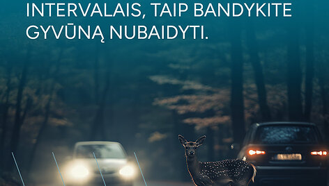 Atsargiai: gyvūnai kelyje