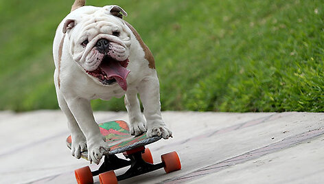 Buldogas Otto