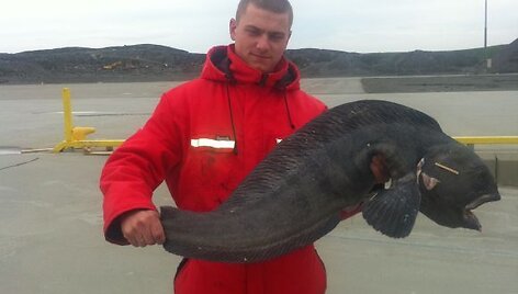 Žūklės laimikis. Deivydo 8,5 kg vilkžuvė