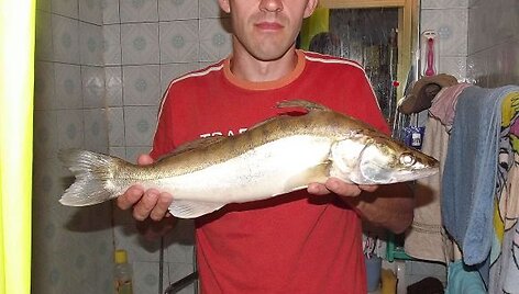 Žūklės laimikis. Aido starkis