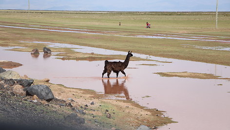 Bolivijos aukštikalnės