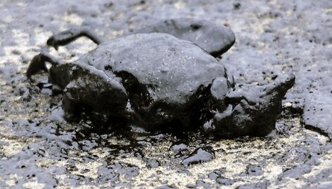 Laivas &bdquo;Rena&ldquo;, užplaukęs ant seklumos