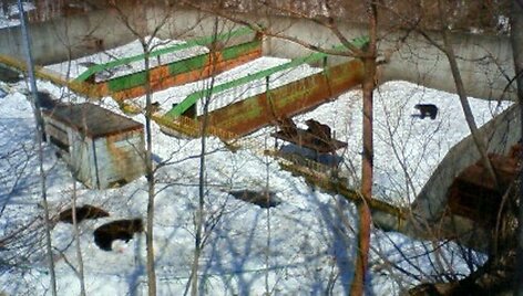 Nu&scaron;autų lokių lavonai (kairėje) guli ant sniego.