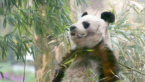 Bao Bao