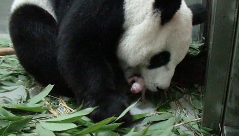 Panda Juan Juan su savo jaunikliu