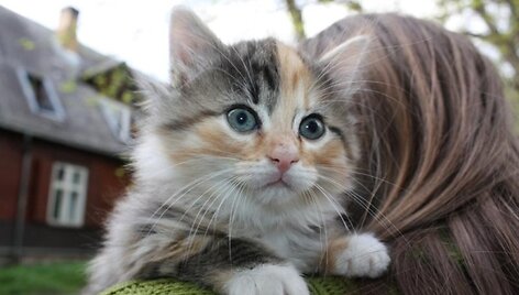 Nala