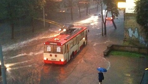 Liūtis Antakalnio gatvėje