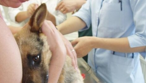Kalytė Lesė veterinarų globoje