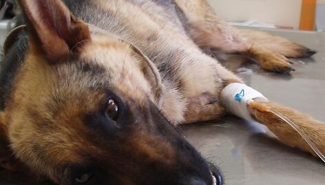 Kai kurie veterinarai net siūlė Lesę užmigdyti.