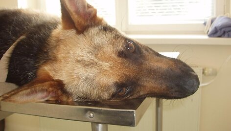 Kalytė Lesė veterinarijos gydykloje