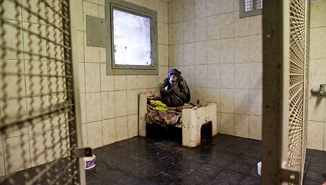 &Scaron;impanzė Regina savo kalėjime