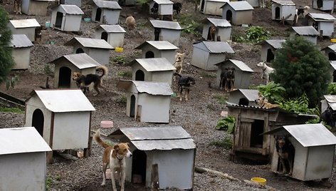 Šuniška favela įsikūrusi 1,2 ha plote.