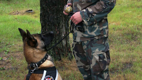 Belgų aviganė Kora