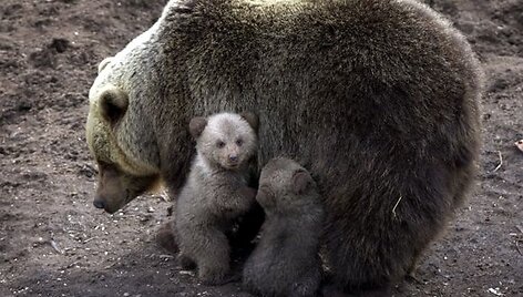 Rudieji me&scaron;kučiai užaugę svajoja gaudyti la&scaron;i&scaron;as.
