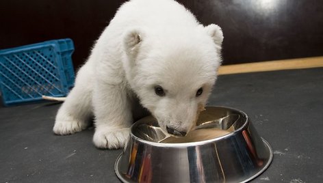 Zoologijos sodo auklėtinė ragauja šunų maisto.