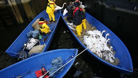 Gulbės pasiekė krantą