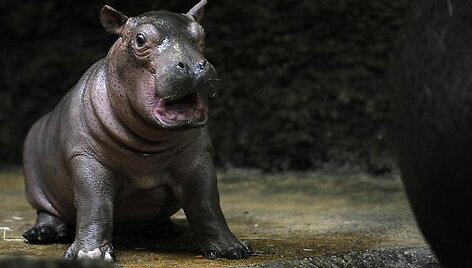 Mažasis &Scaron;veicarijos zoologijos sodo gyventojas Farasi