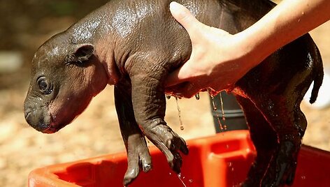 zoologijos sodo darbuotojai  kruop&scaron;čiai rūpinasi &scaron;iuo begemotuku