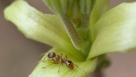 Vokietijos biologai atrado skruzdėlių rūšį, kurią jie laiko seniausia planetoje.