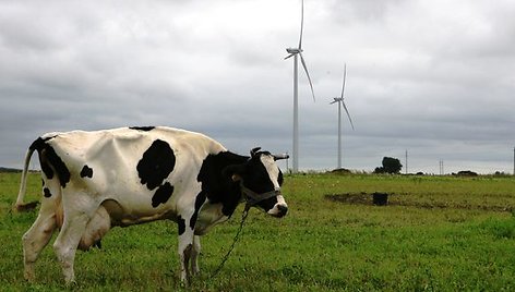 Jėgainių kaimynystė vietinių gyventojų nėra itin trokštama, tačiau ne visi jų išankstiniai skundai vėliau pasitvirtina.