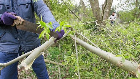  Šiemet Melnragės ir Girulių seniūnijoje itin daug norinčiųjų viešųjų darbų. Paprastai jie talkina valydami gatveles, kopas. 