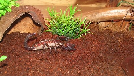 Zoologijos sode pavasaris