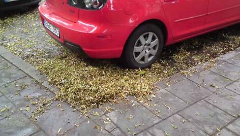 Kiemsargiai nuolat krentančius lapus vos spėja &scaron;luoti.