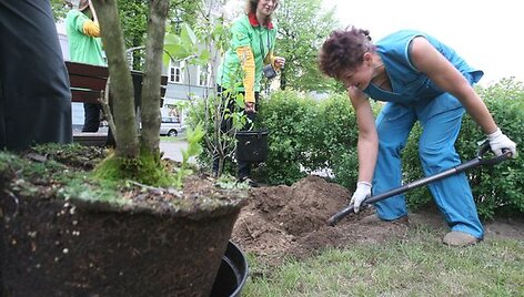 Vokiečių gatvės pėsčiųjų alėjoje &scaron;e&scaron;tadienį sužydo alyvų krūmai.