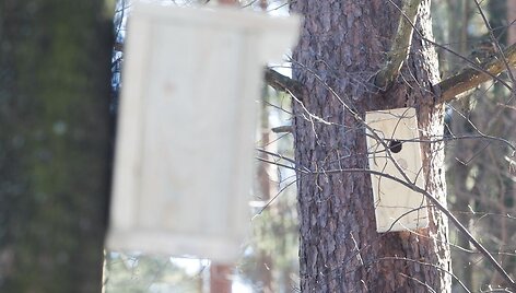 Verkių parke i&scaron;kelti inkilai