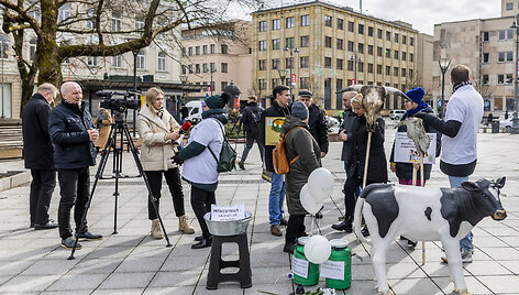 Prie Vyriausybės ūkininkų protestas dėl pieno supirkimo kainų